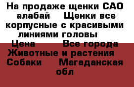 На продаже щенки САО (алабай ). Щенки все корпусные с красивыми линиями головы . › Цена ­ 30 - Все города Животные и растения » Собаки   . Магаданская обл.